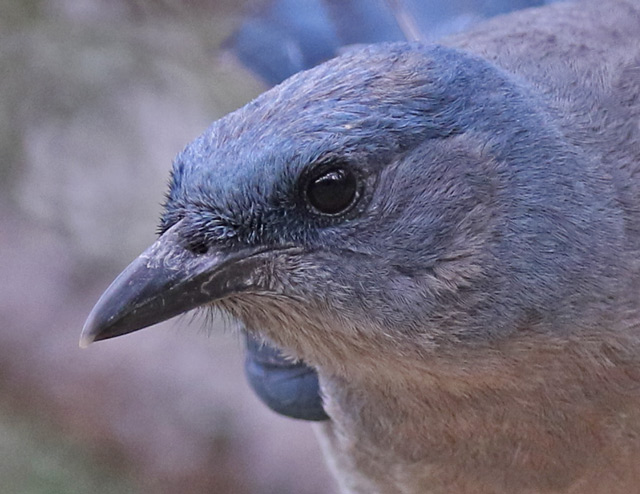 Mexican Jay