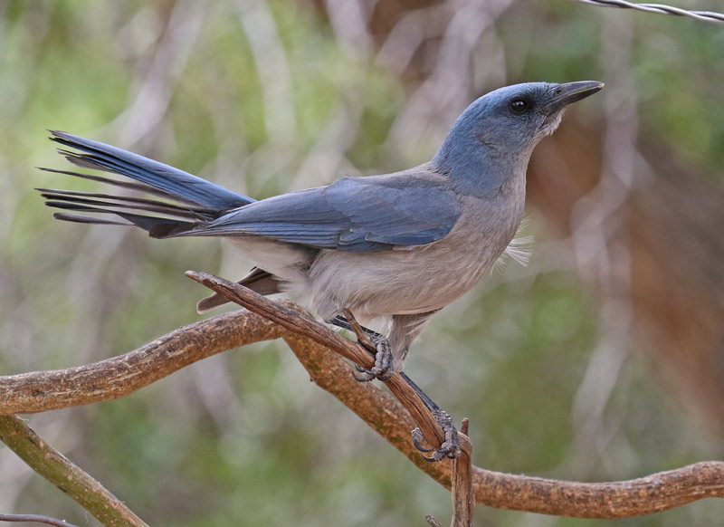 Mexican Jay