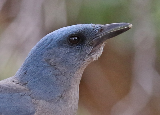 Mexican Jay
