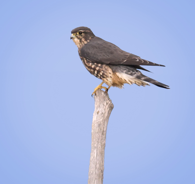 Merlin