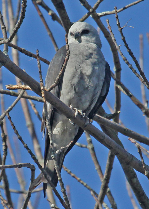 Mississippi Kite (adult) photo #4