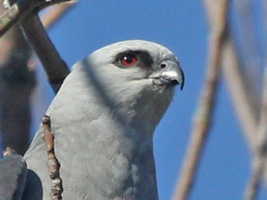 Mississippi Kite (adult) photo #5