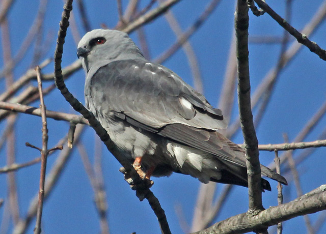 Mississippi Kite (adult) photo #1