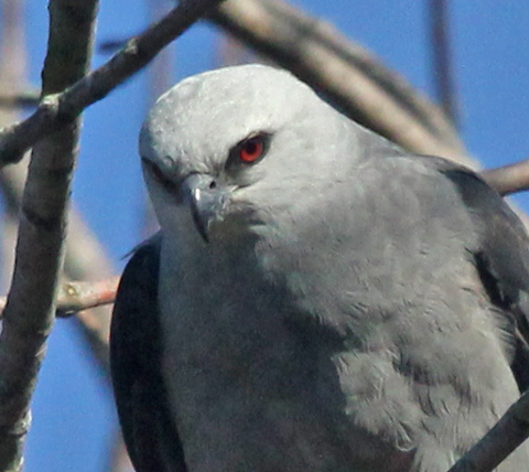 Mississippi Kite (adult) photo #3