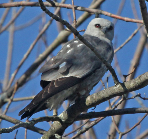 Mississippi Kite (adult) photo #2