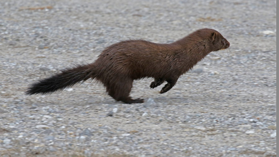 American Mink