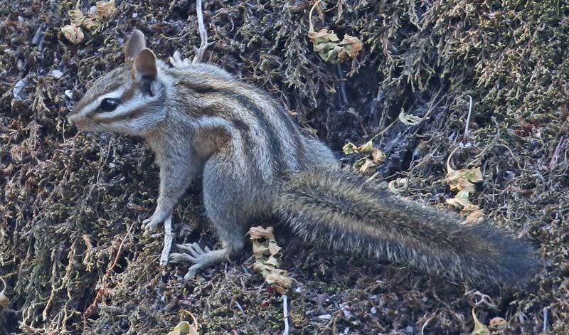 Mirriam's Chipmunk