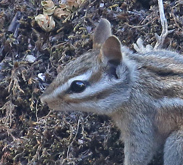 Mirriam's Chipmunk