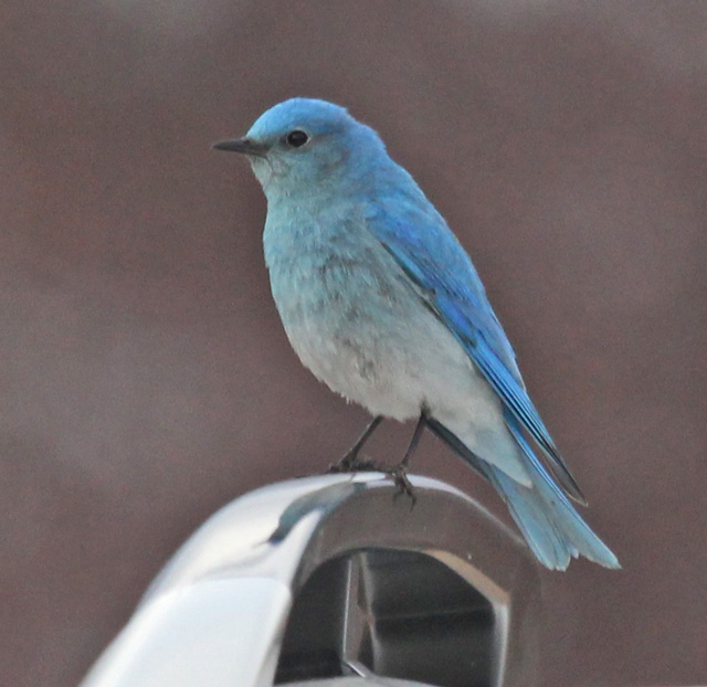 Mountain Bluebird photo #4