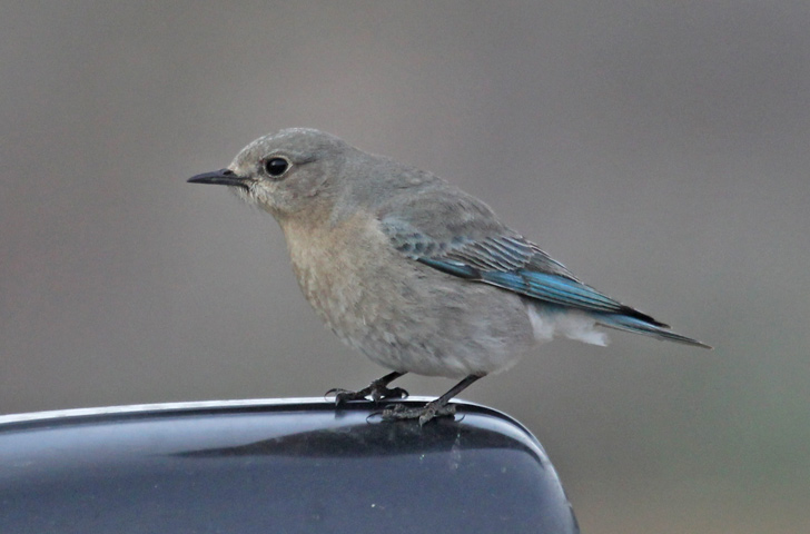 Mountain Bluebird (female)