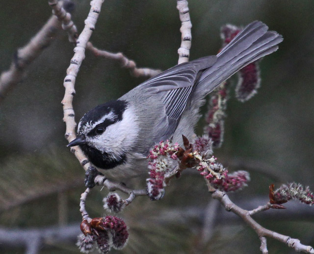 Mountain Chickadee Photo #1