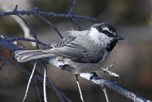 Mountain Chickadee Photo #2