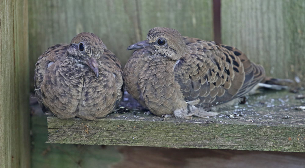 Lazuli Bunting (adult female)
