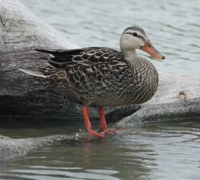 Mottled Duck Photo 5