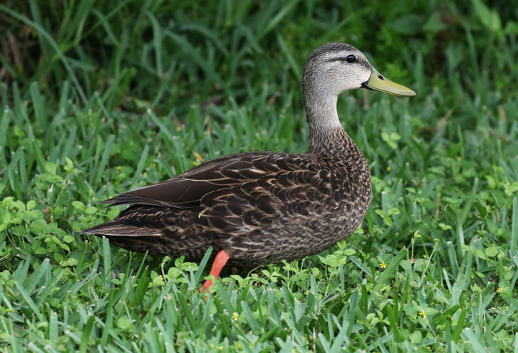 Mottled Duck Photo 1