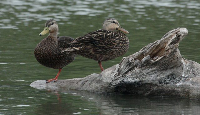 Mottled Duck Photo 6