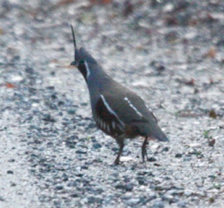 Mountain Quail