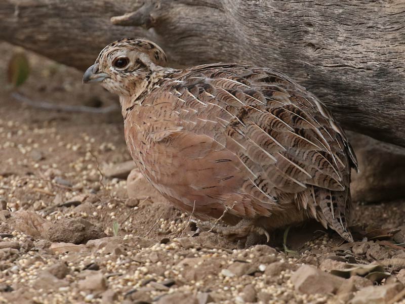 Montezuma Quail photo #7