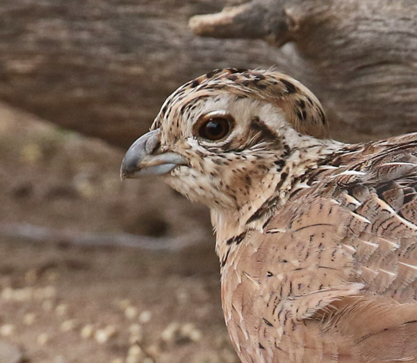 Montezuma Quail photo #6