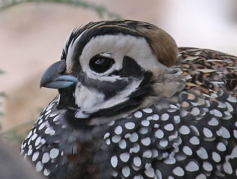 Montezuma Quail photo #4