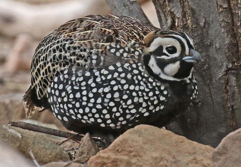 Montezuma Quail photo #2