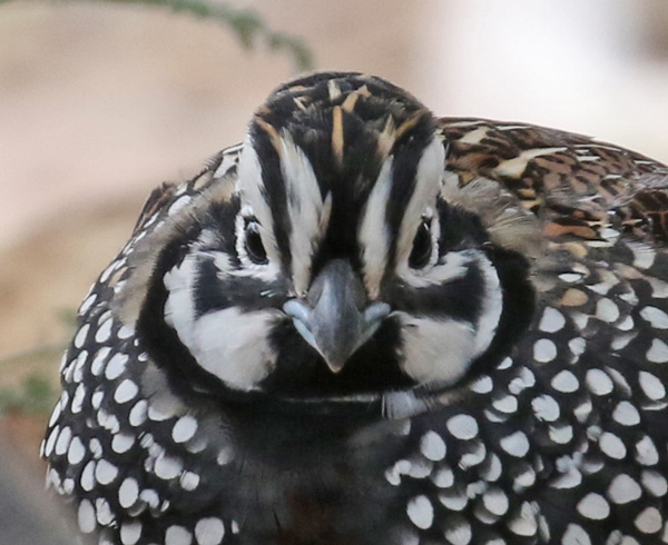 Montezuma Quail photo #5