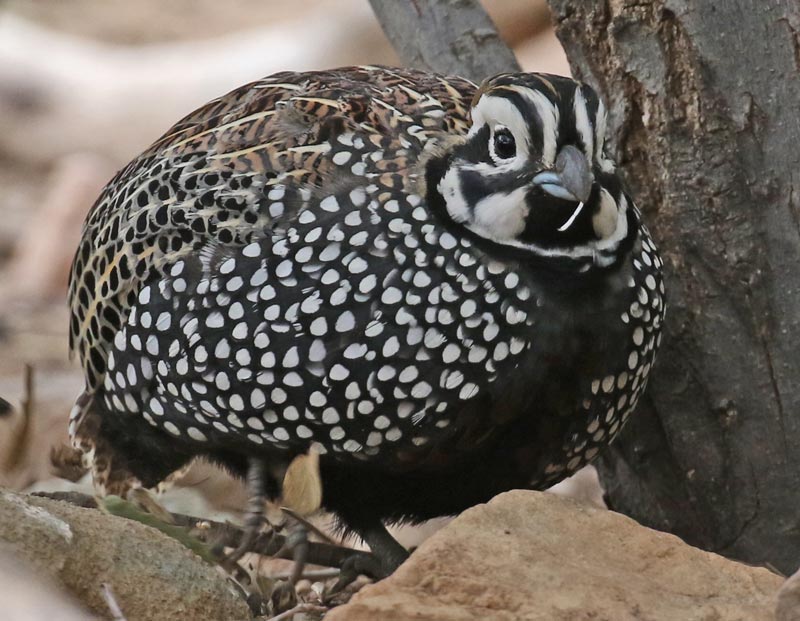 Montezuma Quail photo #3