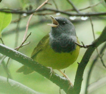 Mourning Warbler
