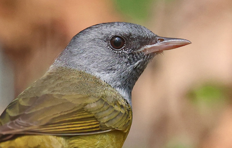 Mourning Warbler