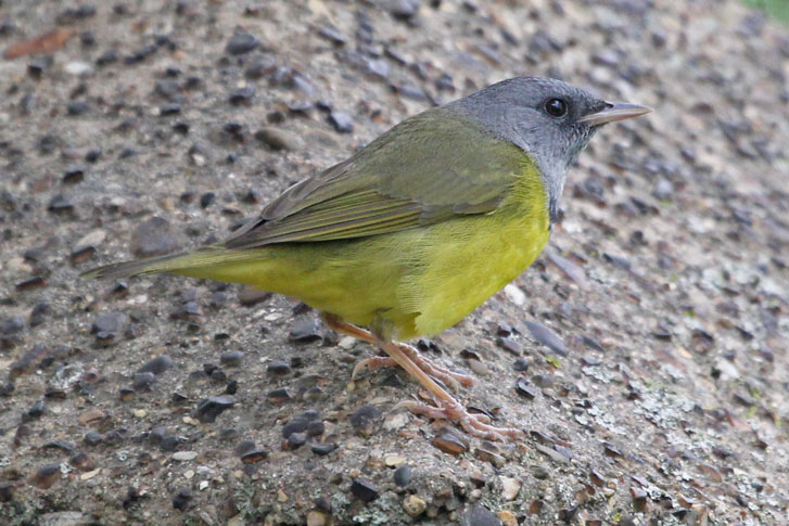 Mourning Warbler