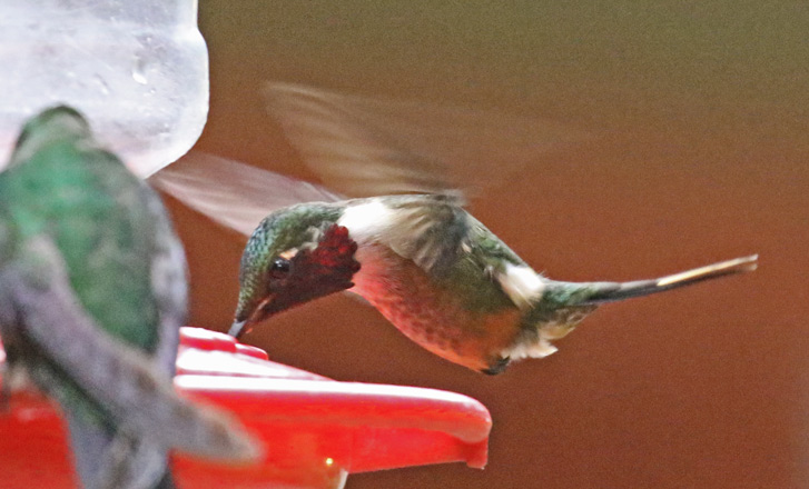 Magenta-throated Woodstar