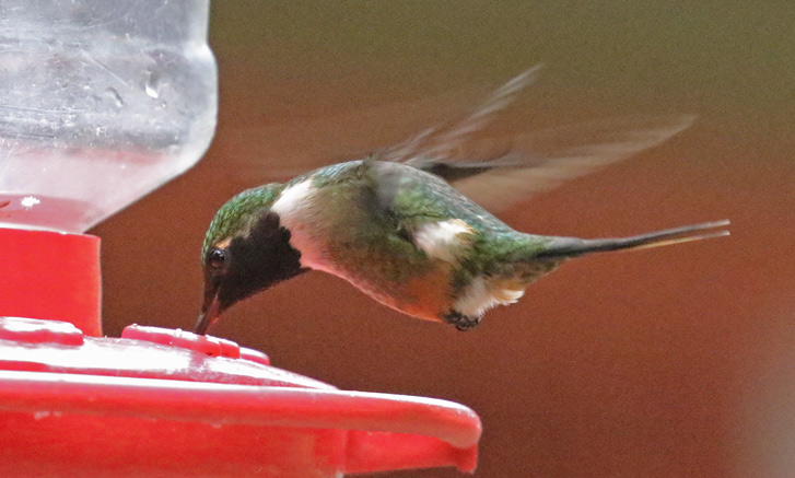 Magenta-throated Woodstar