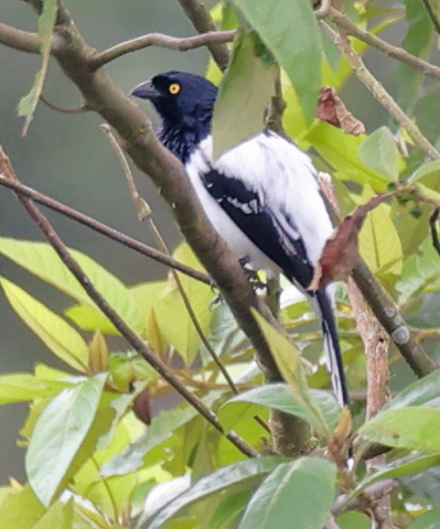 Magpie Tanager