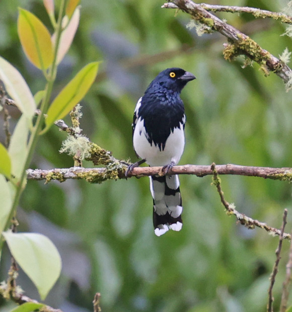 Magpie Tanager