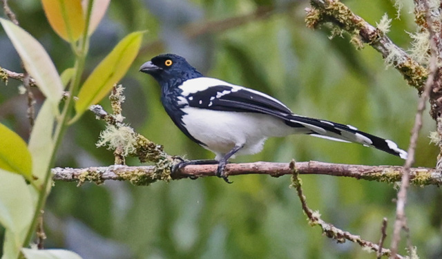 Magpie Tanager
