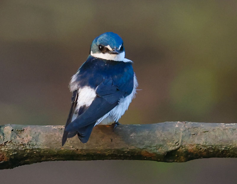 Mangrove Swallow