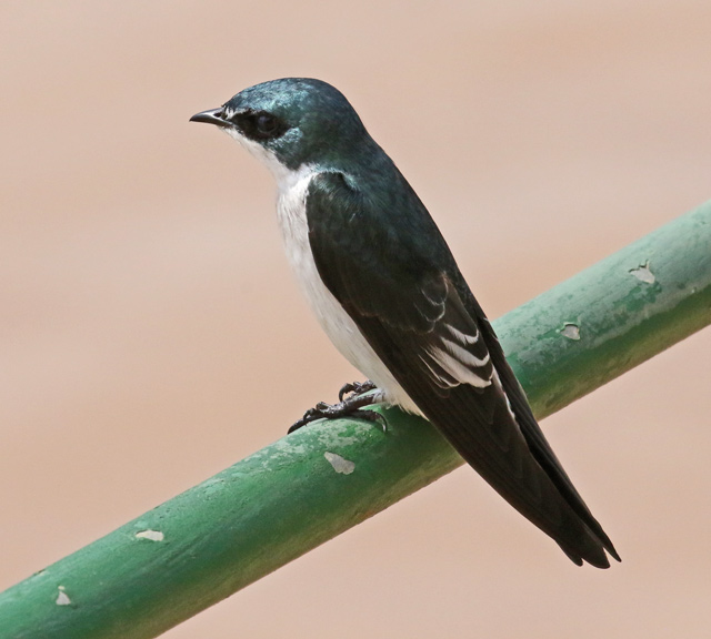 Mangrove Swallow