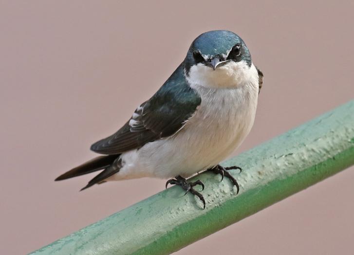 Mangrove Swallow