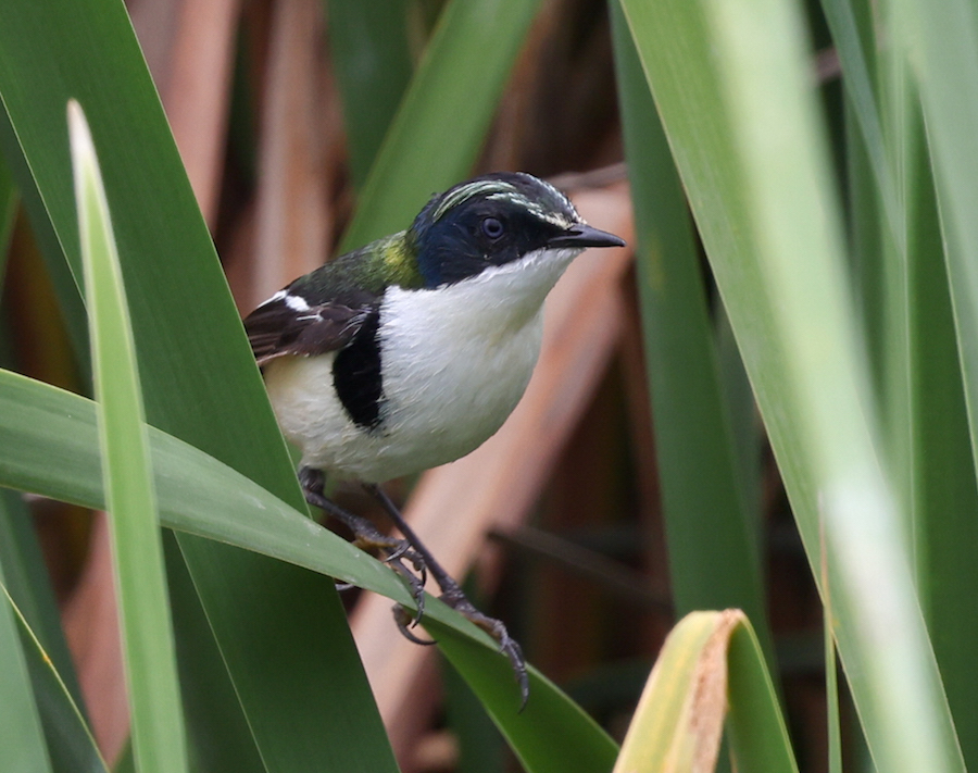 Black-capped Tyrannulet