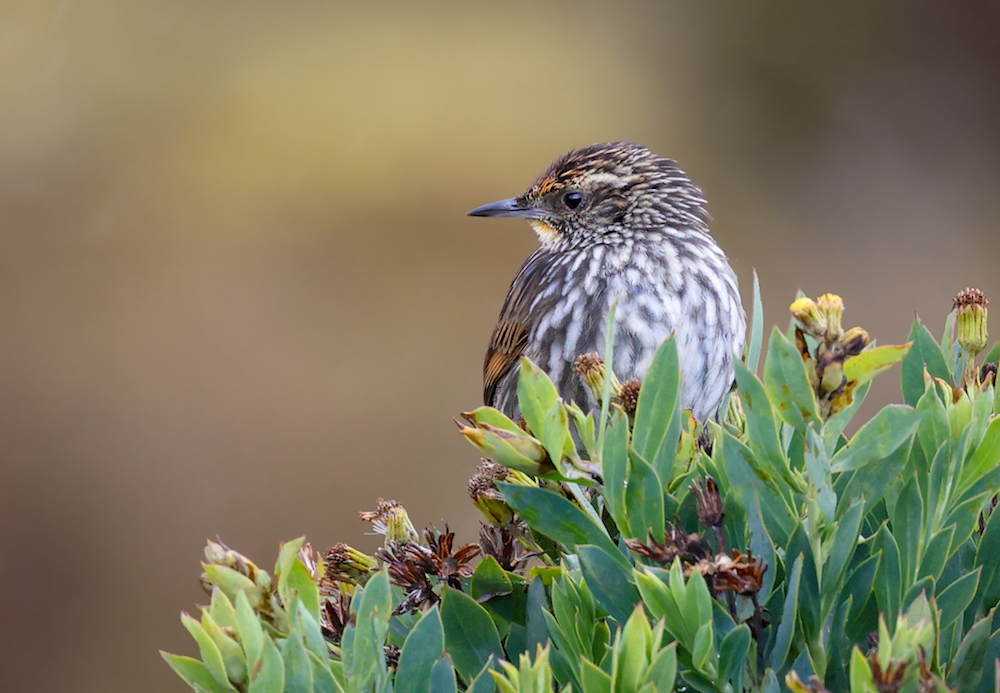 Many-striped Canastero