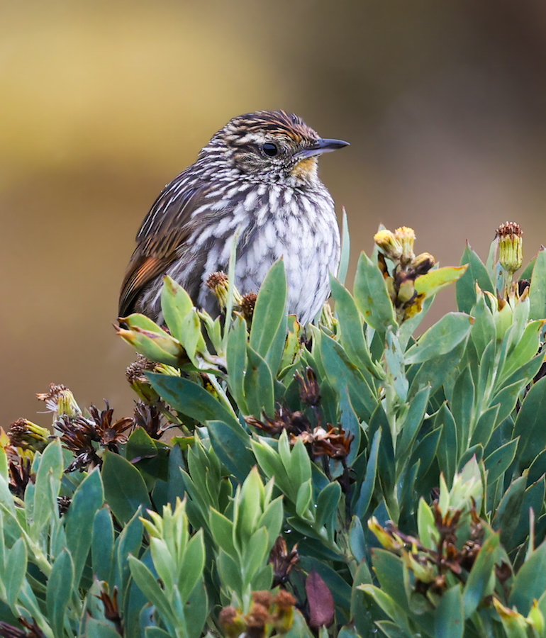 Many-striped Canastero