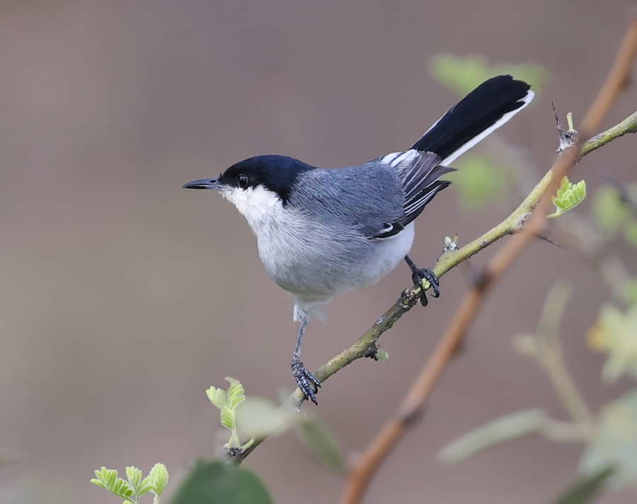 Maranon Gnatcatcher