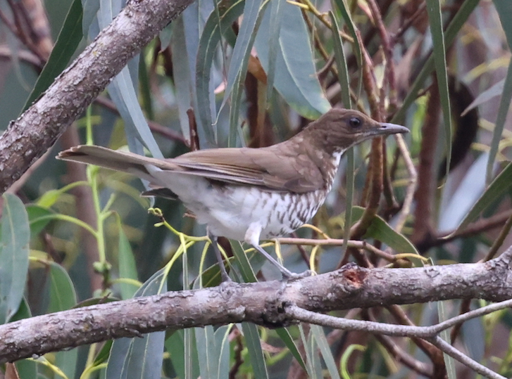 Maranon Thrush