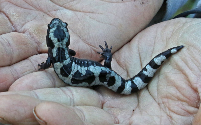 Marbled Salamander
