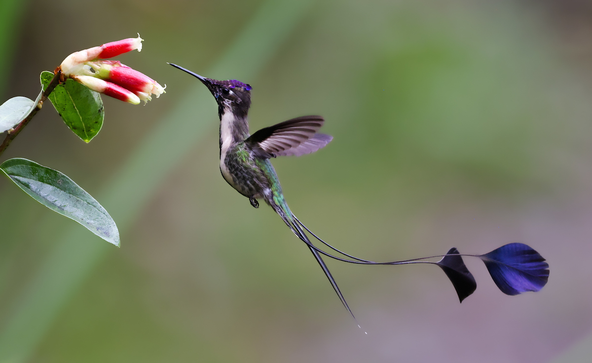 Marvelous Spatuletail