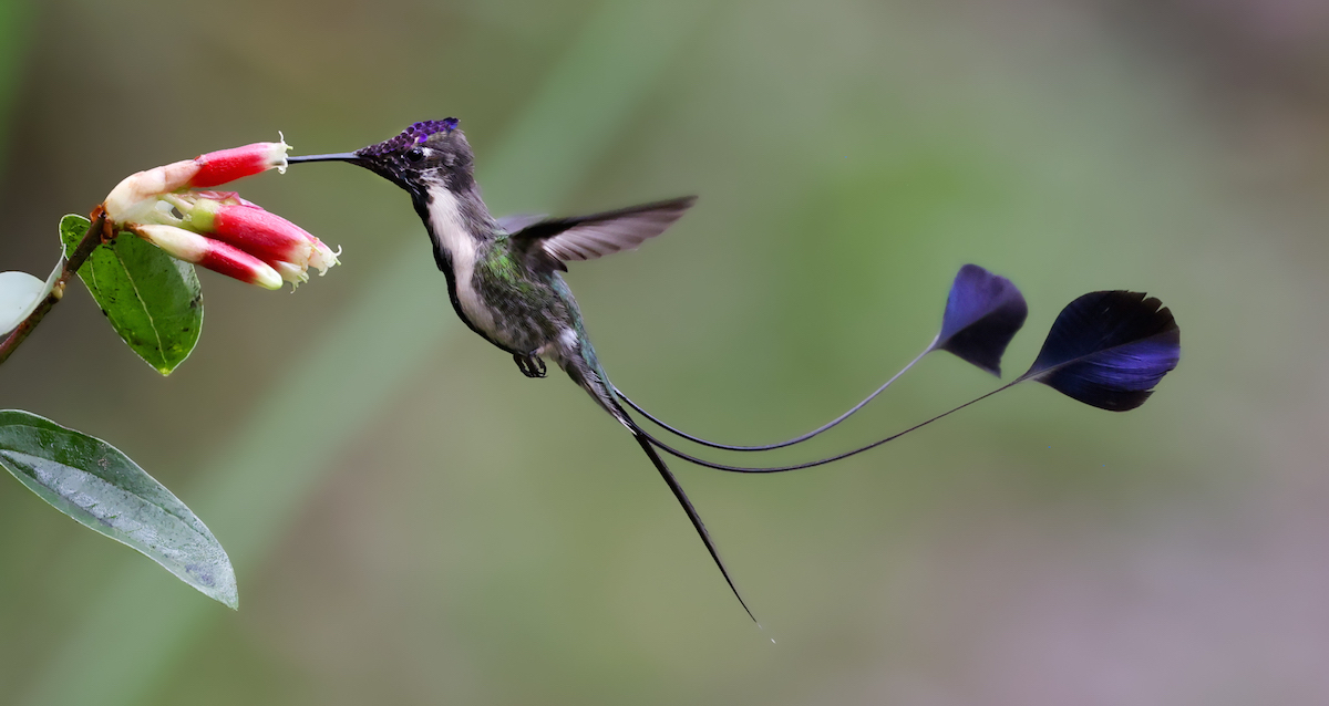 Marvelous Spatuletail