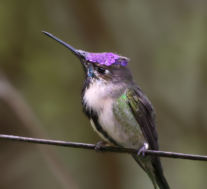 Marvelous Spatuletail