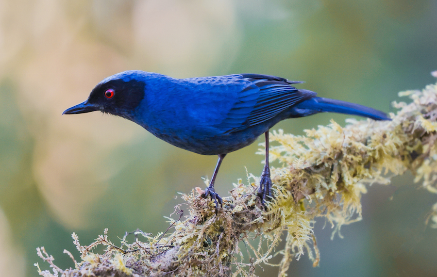 Masked Flowerpiercer