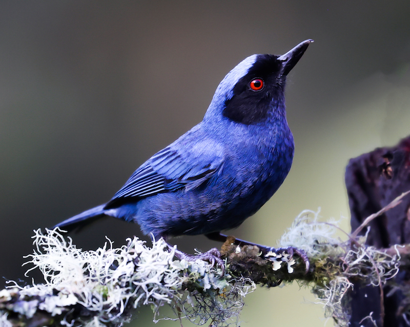 Masked Flowerpiercer