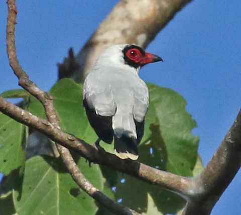 Masked Tityra